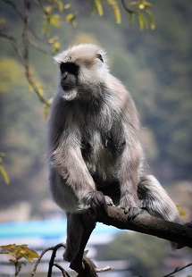 Nainital’s National Zoo 